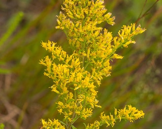 Gray Goldenrod