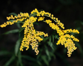 Anise-Scented Goldenrod