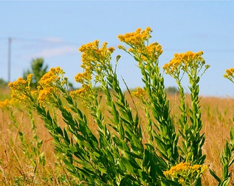 Hard-Leaf Flat-Top-Goldenrod