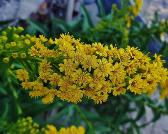 Seaside Goldenrod