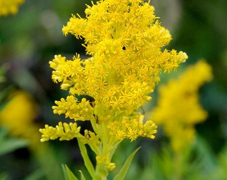 Showy Goldenrod