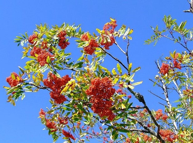 American Mountain-Ash