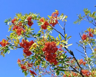 American Mountain-Ash