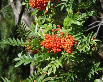 Cascade Mountain-Ash