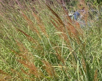 Yellow Indian Grass
