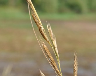 Freshwater Cord Grass