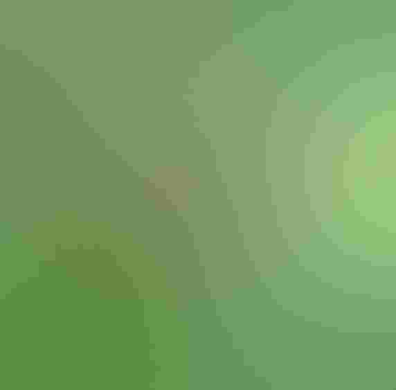 Spigelia marilandica, Woodland Pinkroot, Indian Pink