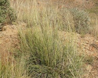 Alkali-Sacaton