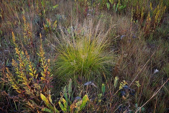 Prairie Dropseed