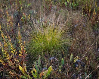 Prairie Dropseed