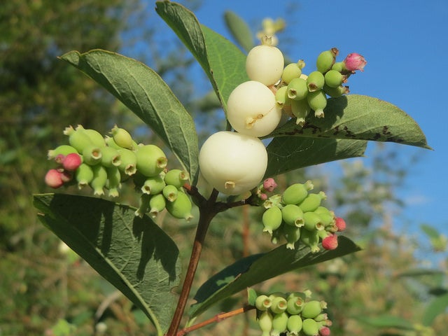 Common Snowberry