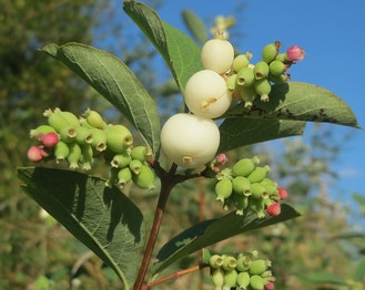 Common Snowberry
