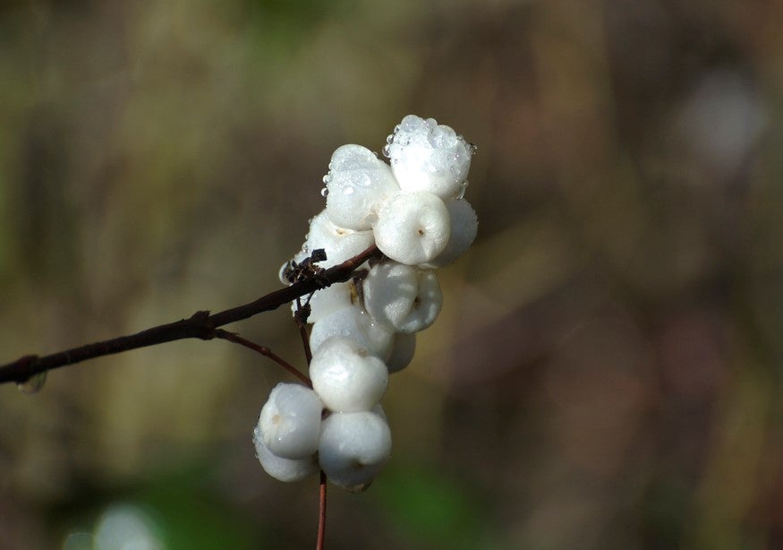 Creeping Snowberry