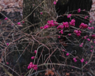 Coral-Berry