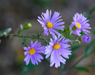 Smooth Blue American-Aster