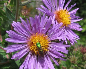 New England American-Aster