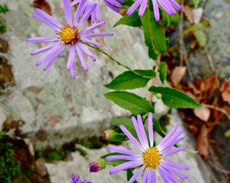 Late Purple American-Aster