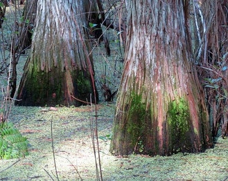 Pond-Cypress