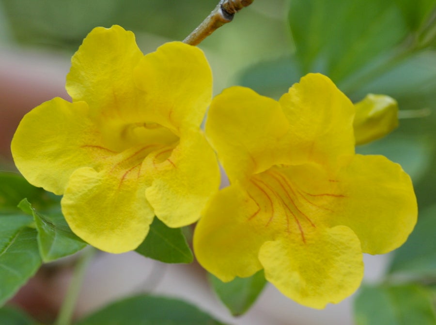 Yellow Trumpetbush
