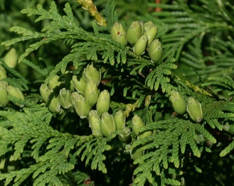 Eastern Arborvitae