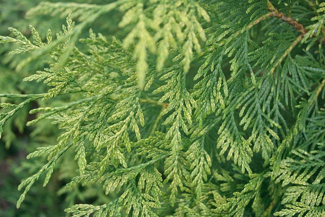 Western Arborvitae