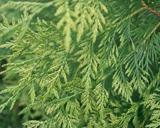 Western Arborvitae