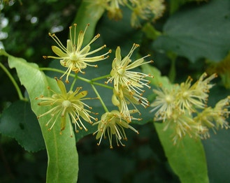 American Basswood