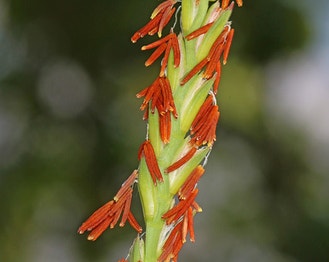 Eastern Mock Grama
