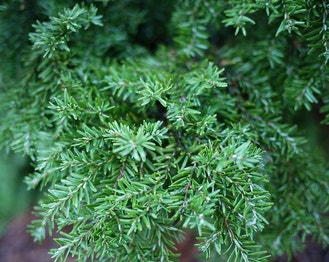 Eastern Hemlock