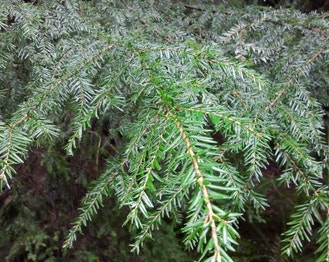 Western Hemlock