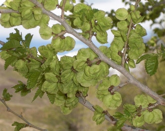 American Elm