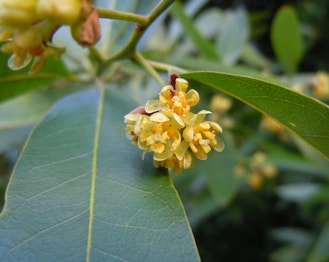 California-Laurel