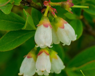 Lowbush Blueberry
