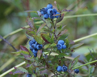 Highbush Blueberry