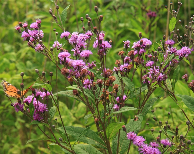 Missouri Ironweed