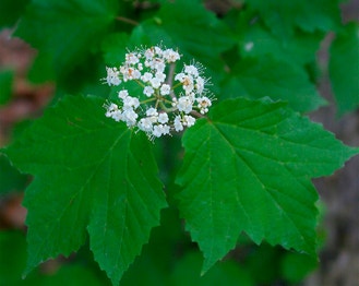 Maple-Leaf Arrow-Wood