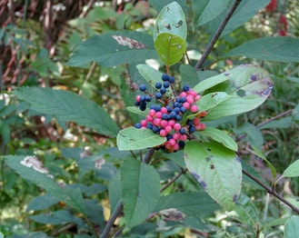 Possumhaw