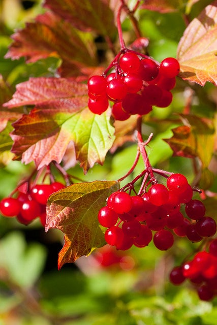 Highbush-Cranberry