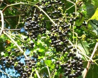 Frost Grape