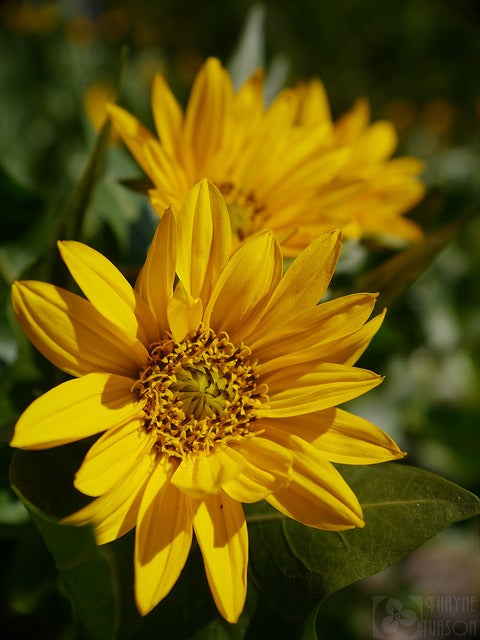 Northern Mule's-Ears
