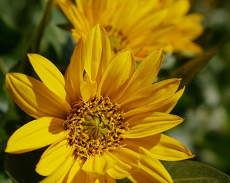 Northern Mule's-Ears