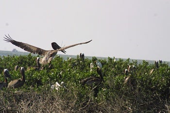 nesting Brown Pelicans by Melanie Driscoll