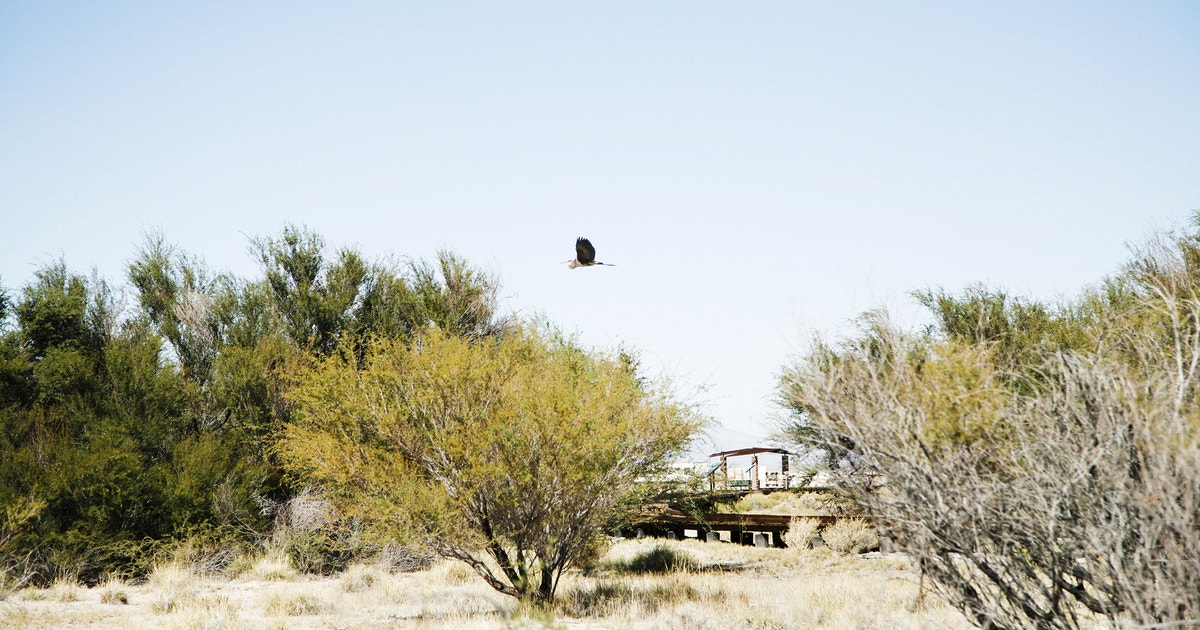 Nevada Rabbits Birding in Nevada | Audubon