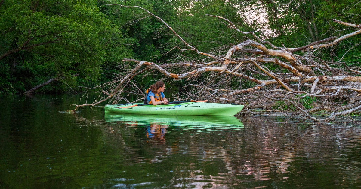Birding In New Jersey