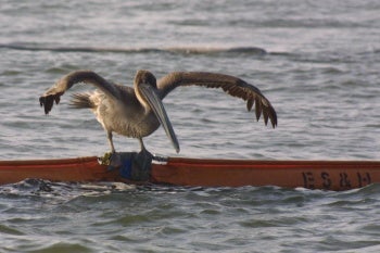 Brown Pelican, Melanie Driscoll