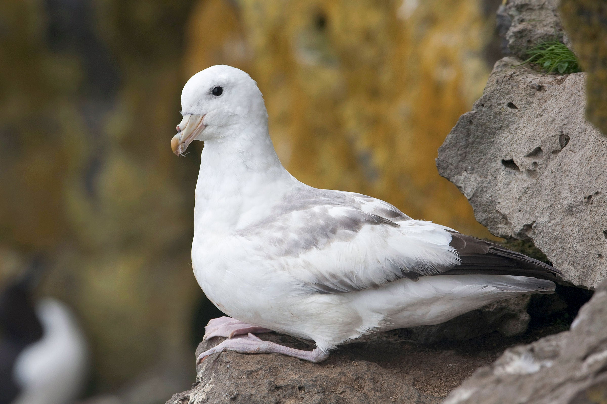 Northern Fulmar in the Pribilof Islands, Bering Sea. Its odd beak appendage is a salt gland that secretes excess salt taken in when drinking large volumes of seawater. Design Pics Inc/Alamy