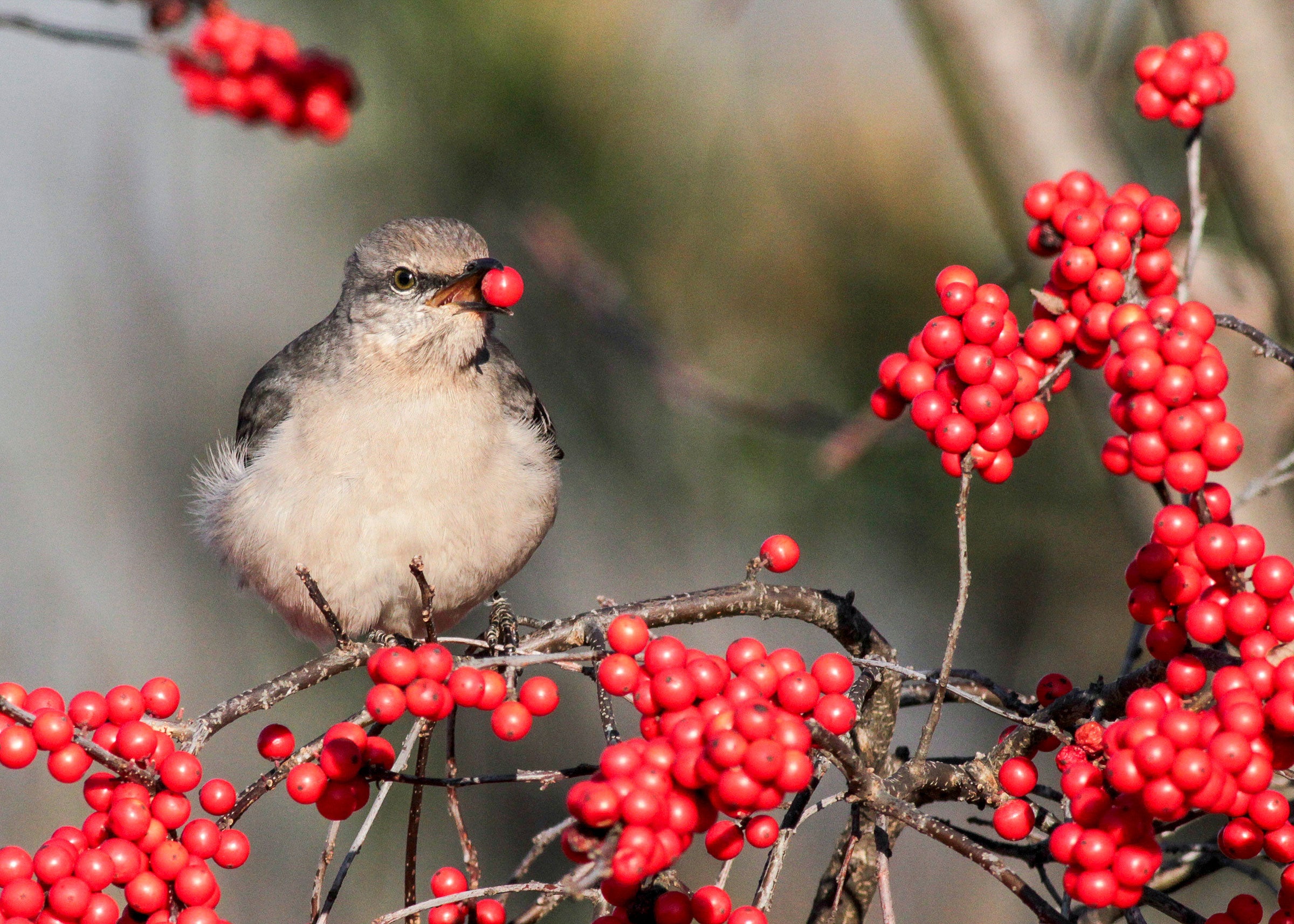 A small gray bird perches in a bush of bright red berries holding one in its beak. A small gray bird perches in a bush of bright red berries holding one in its beak.