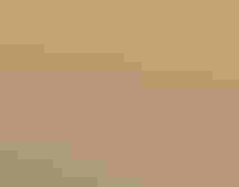 Photo of a Northern Pintail swimming.