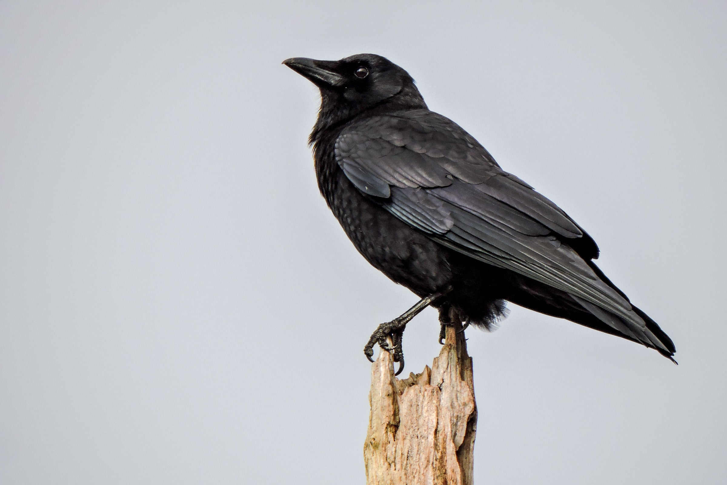 Northwestern (now American) Crow. Meryle Ardagh/Great Backyard Bird Count