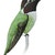 Hummingbirds
